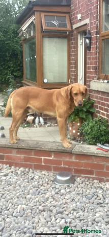 Labrador Retriever dogs - Advert 4