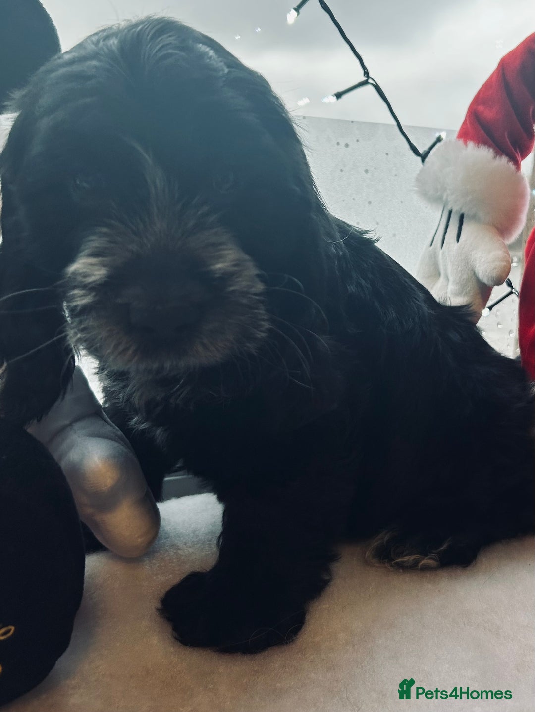 Cockapoo dogs for sale: Stunning cockapoo pups - ready now!  - Advert 11