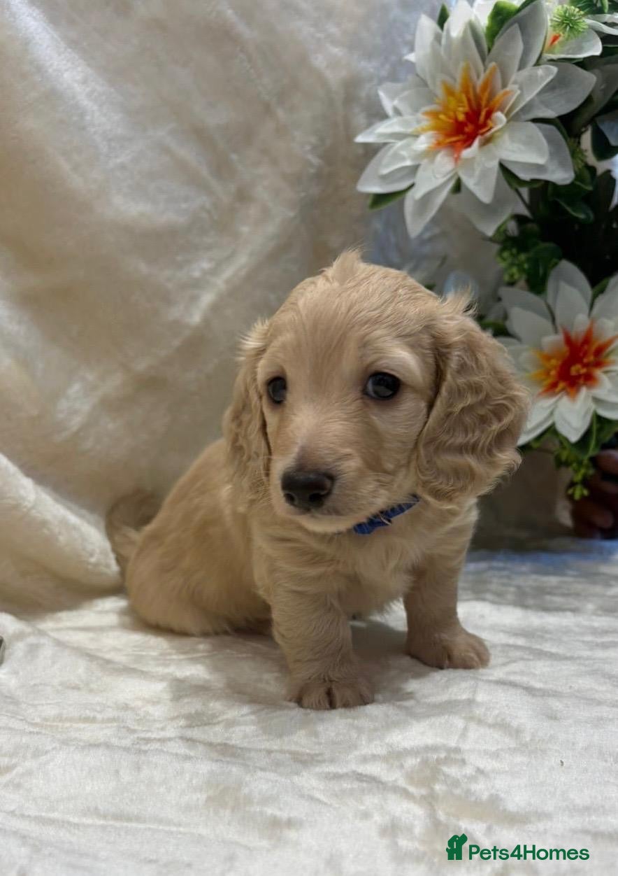Miniature Dachshund dogs Stunning KC Long Haired Miniature Dachshund 🐶🐶 - Advert 3