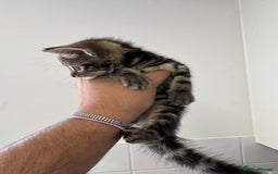Mixed Breed cats for sale: European shorthair crossed with a tabby - Image 4