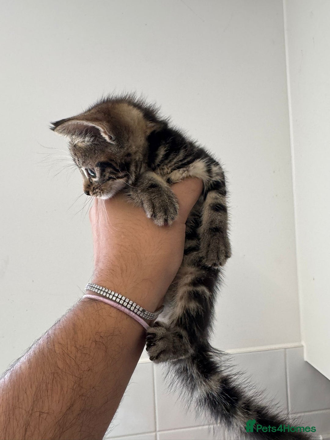 Mixed Breed cats for sale: European shorthair crossed with a tabby - Image 4