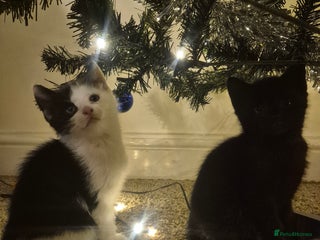 Mixed Breed cats Two beautiful, curious girls left. 180£😍 - Advert 8