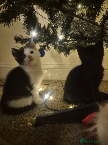 Mixed Breed cats Two beautiful, curious girls left. 180£😍 - Advert 9