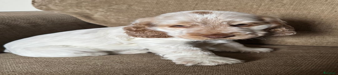 Cocker Spaniel Puppy 2