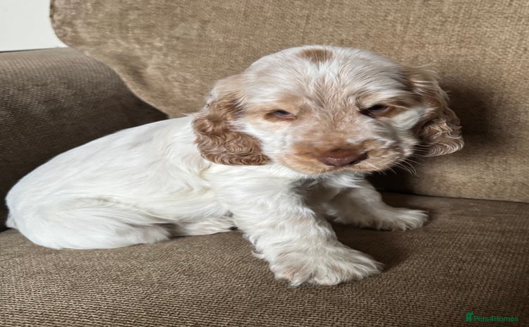 Cocker Spaniel dogs - Advert 4
