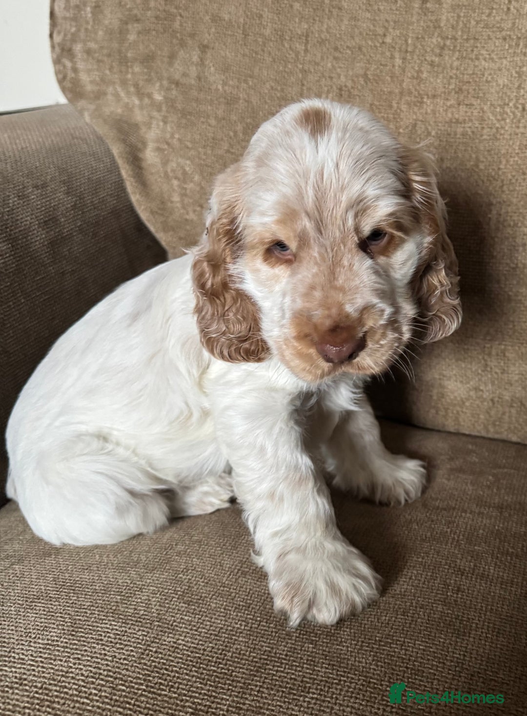 Cocker Spaniel dogs for sale: Gorgeous KC reg show cockers  - Image 2