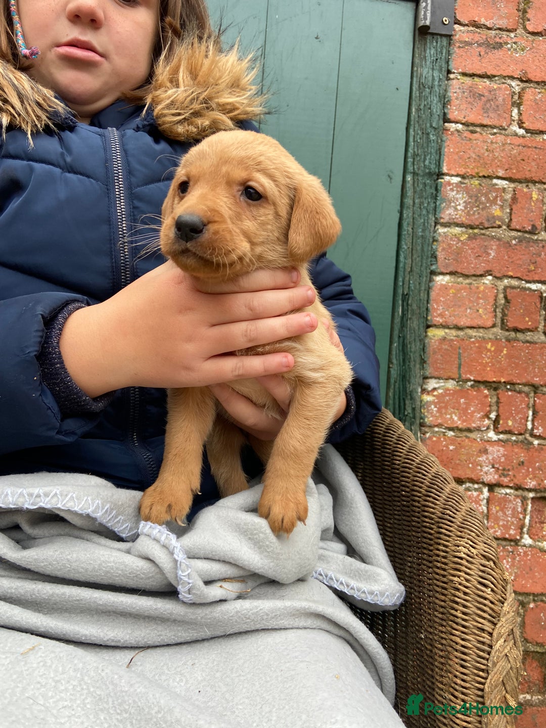 Labrador Retriever dogs for sale: Labrador puppies for sale 🐶 - Image 10