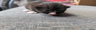Kitten 2