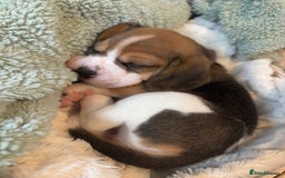 Beagle dogs for sale: KC registered Beagle puppies  - Image 34