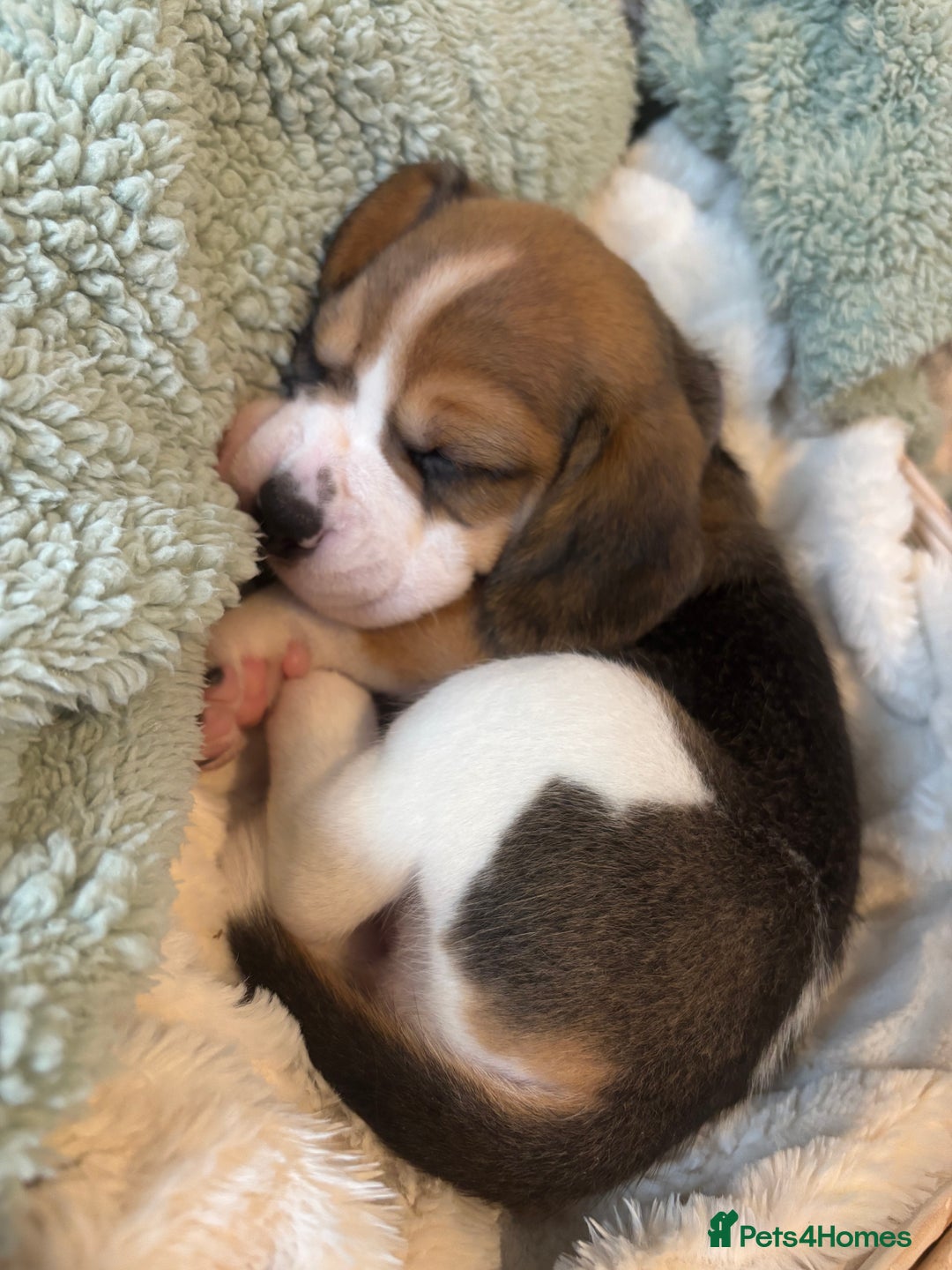Beagle dogs for sale: KC registered Beagle puppies  - Image 34