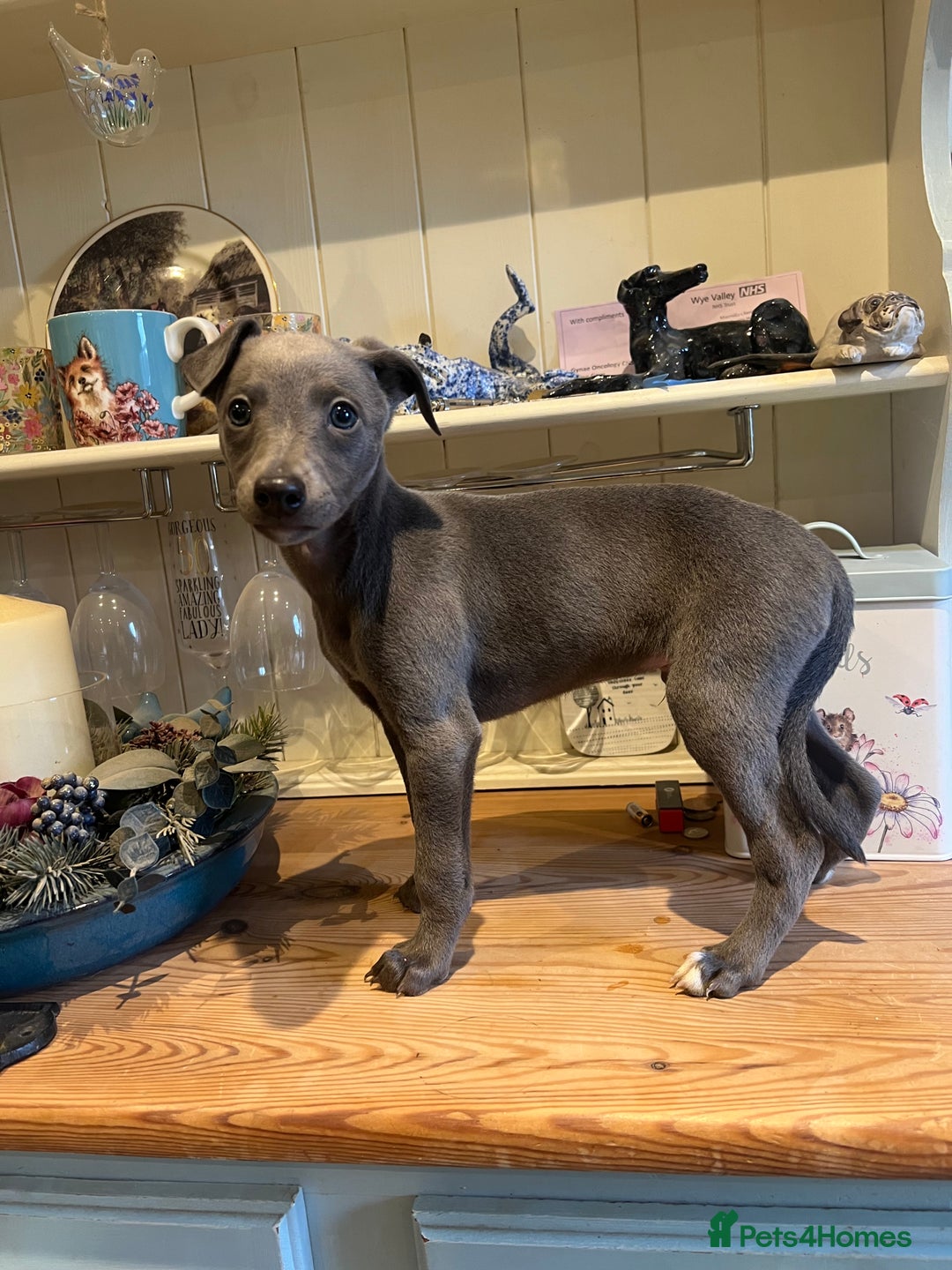 Whippet dogs for sale: Gorgeous KC Registered Whippet puppies  - Advert 1