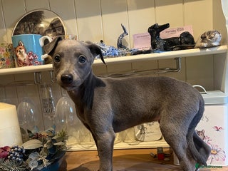 Whippet dogs Gorgeous KC Registered Whippet puppies - Advert 7