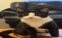 British Shorthair cats for sale: read description - Image 4