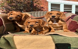 Cocker Spaniel dogs for sale: Beautiful Cocker Spaniel Puppies 🖤🧡 - Image 8