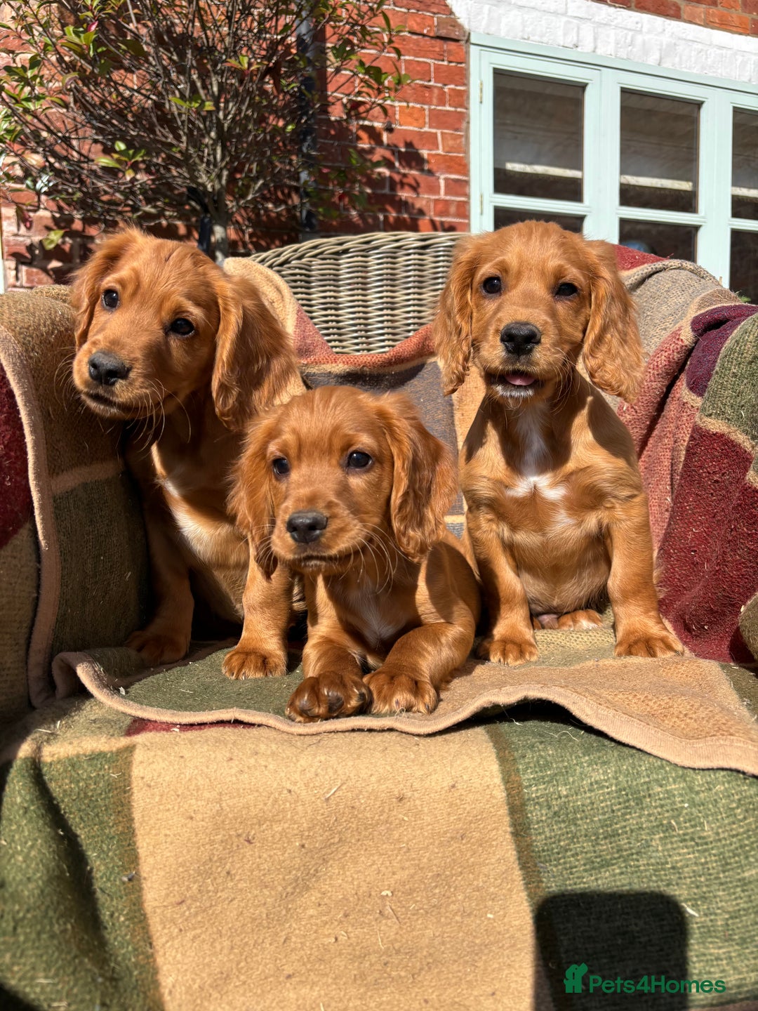 Cocker Spaniel dogs for sale: Beautiful Cocker Spaniel Puppies 🖤🧡 - Image 8