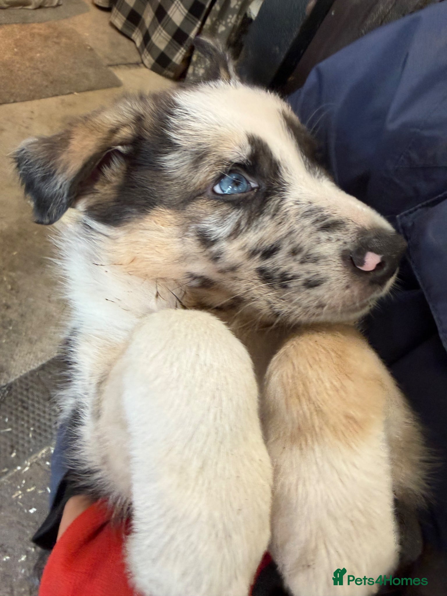 Mixed Breed dogs Beautiful Shollie pups - Advert 20