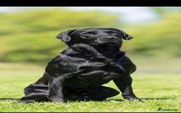 Labrador Retriever dogs for sale: KC Registered fully health tested working labrador - Image 7