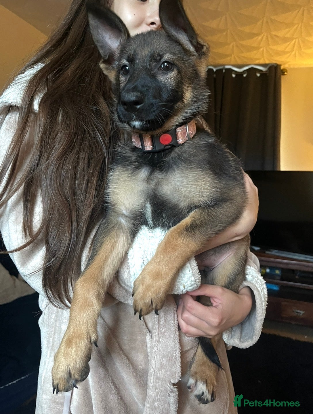 German Shepherd dogs German Shepherd Puppies For Sale – Ready Now - Advert 2