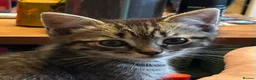 Mixed Breed cats for sale: Rag doll cross kittens - Advert 10