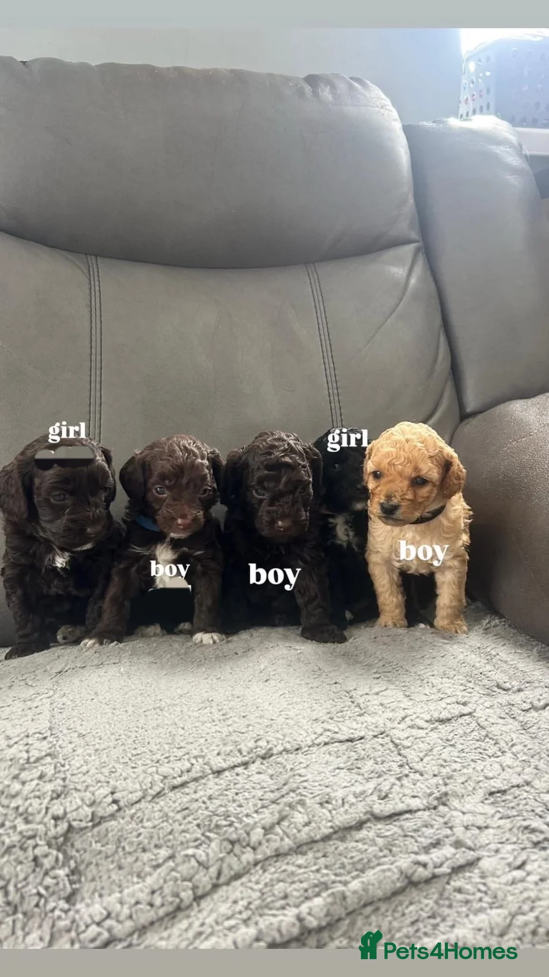 Cockapoo dogs for sale: Beautiful cockapoo pups ready for a loving home  in Tredegar - Advert 7