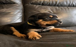 Rottweiler dogs for sale: Super chunky Rottweiller puppies  - Image 2