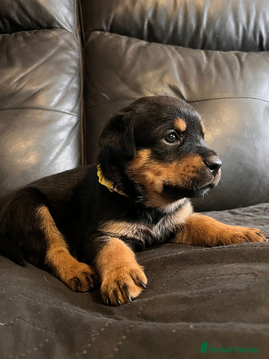 Rottweiler dogs for sale: Super chunky Rottweiller puppies  - Image 2