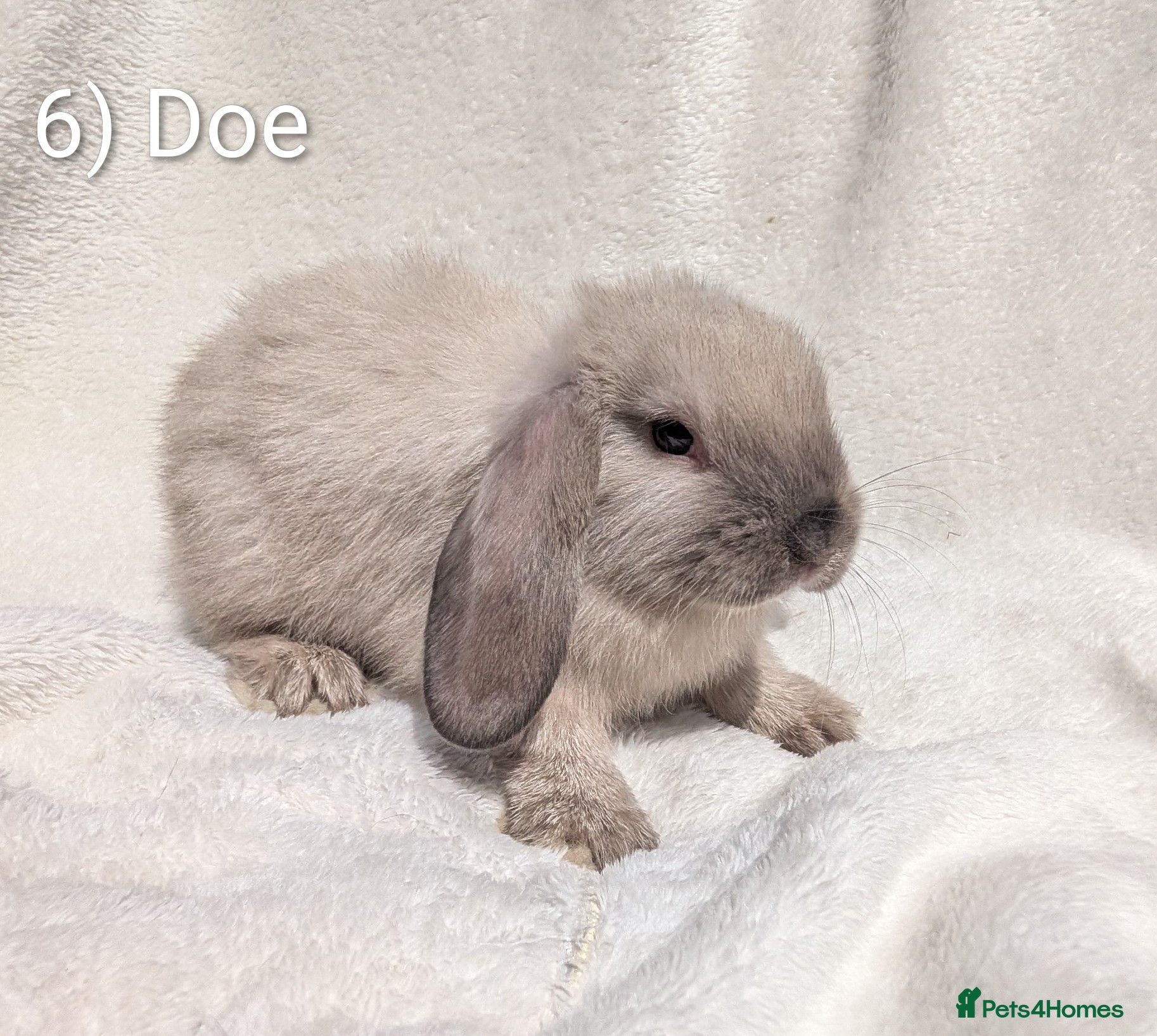 Mini Lop rabbits Stunning Mini Lops Ready Now - Advert 4