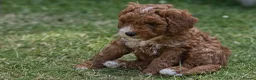 Australian Labradoodle dogs for sale: F1 Cockapoo x Australian Labradoodle Pups 🐾 - Advert 32