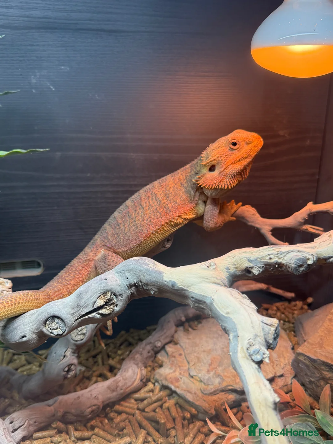 Bearded Dragon reptiles for sale: Pablo the Bearded Dragon - Advert 1