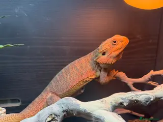 Bearded Dragon reptiles for sale: Pablo the Bearded Dragon - Advert 2