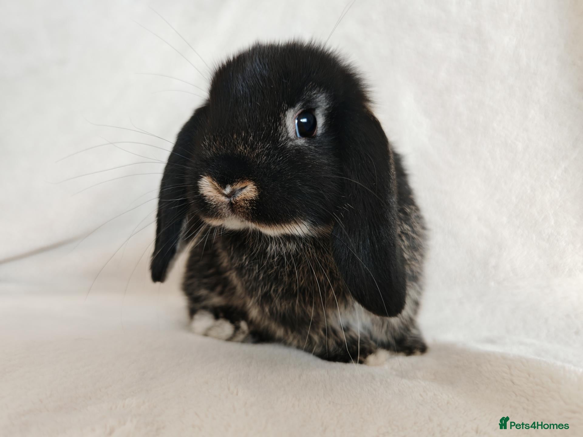 Mini Lop rabbits Beautiful Male Mini Lop's - Advert 14