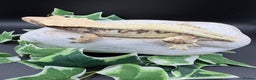 Gecko reptiles for sale: Female tri coloured Lily white - Advert 6