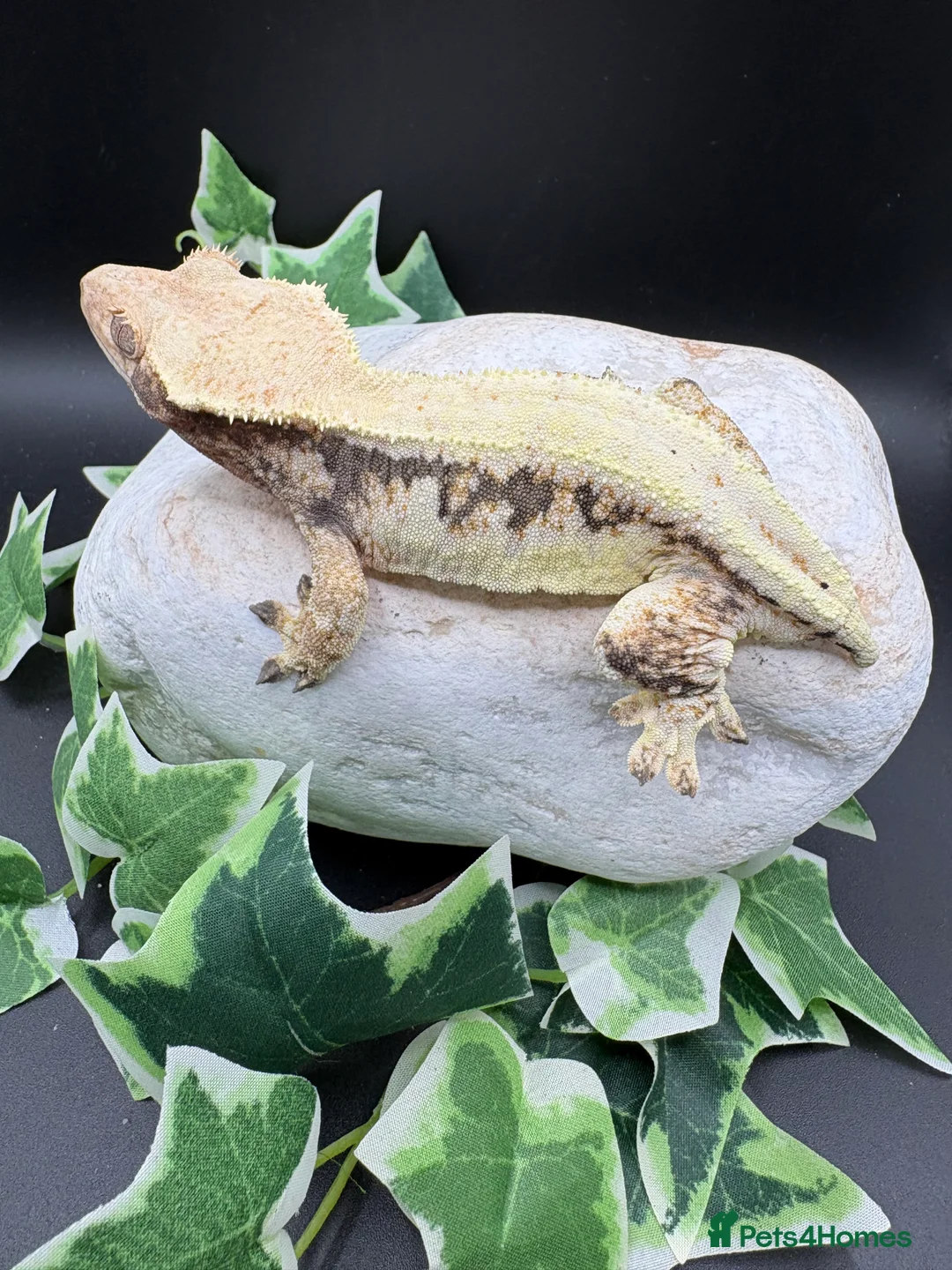 Gecko reptiles for sale: Female tri coloured Lily white - Advert 6
