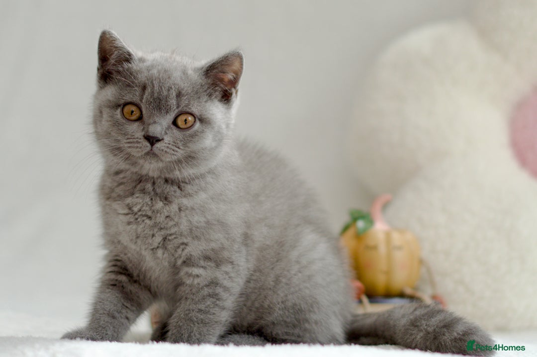 British Shorthair cats for sale: Beautiful BSH kittens 😻 - Image 3