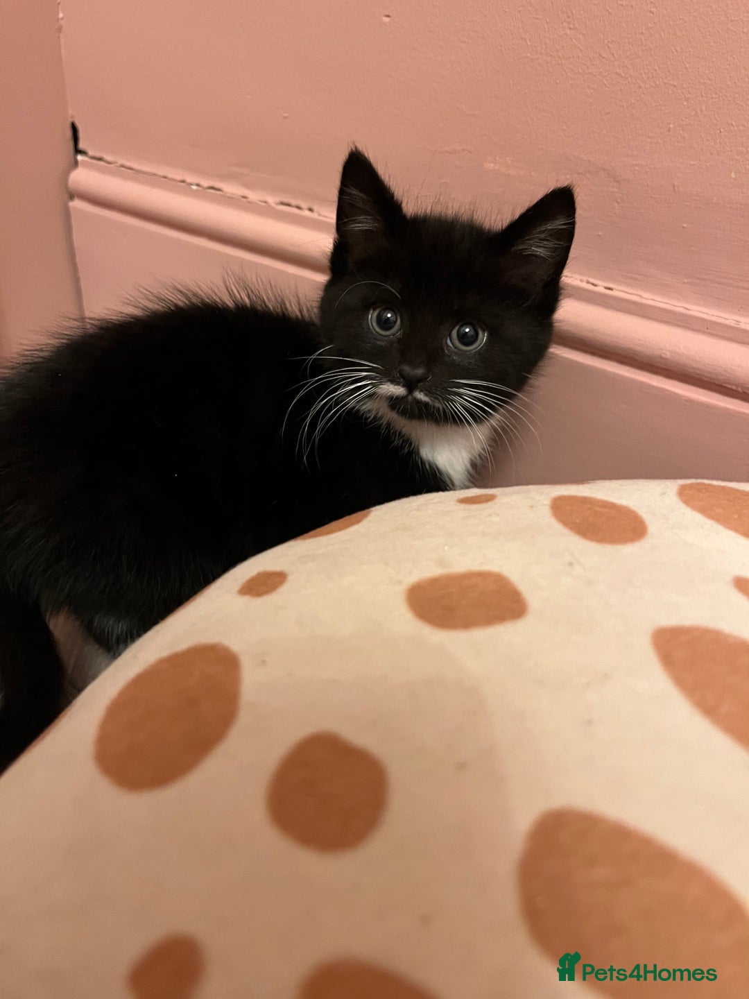 Mixed Breed cats for sale: 6 beautiful kittens ready for their new home.  - Advert 6