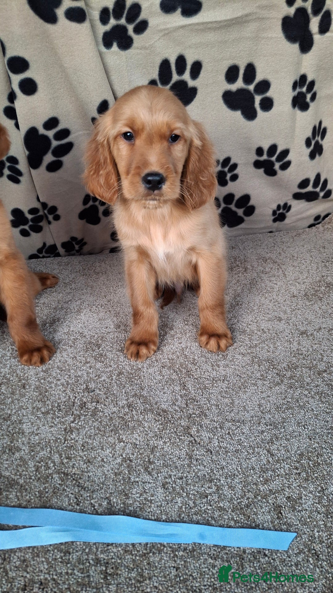 Mixed Breed dogs for sale: Beautiful golden irish puppies. - Advert 7