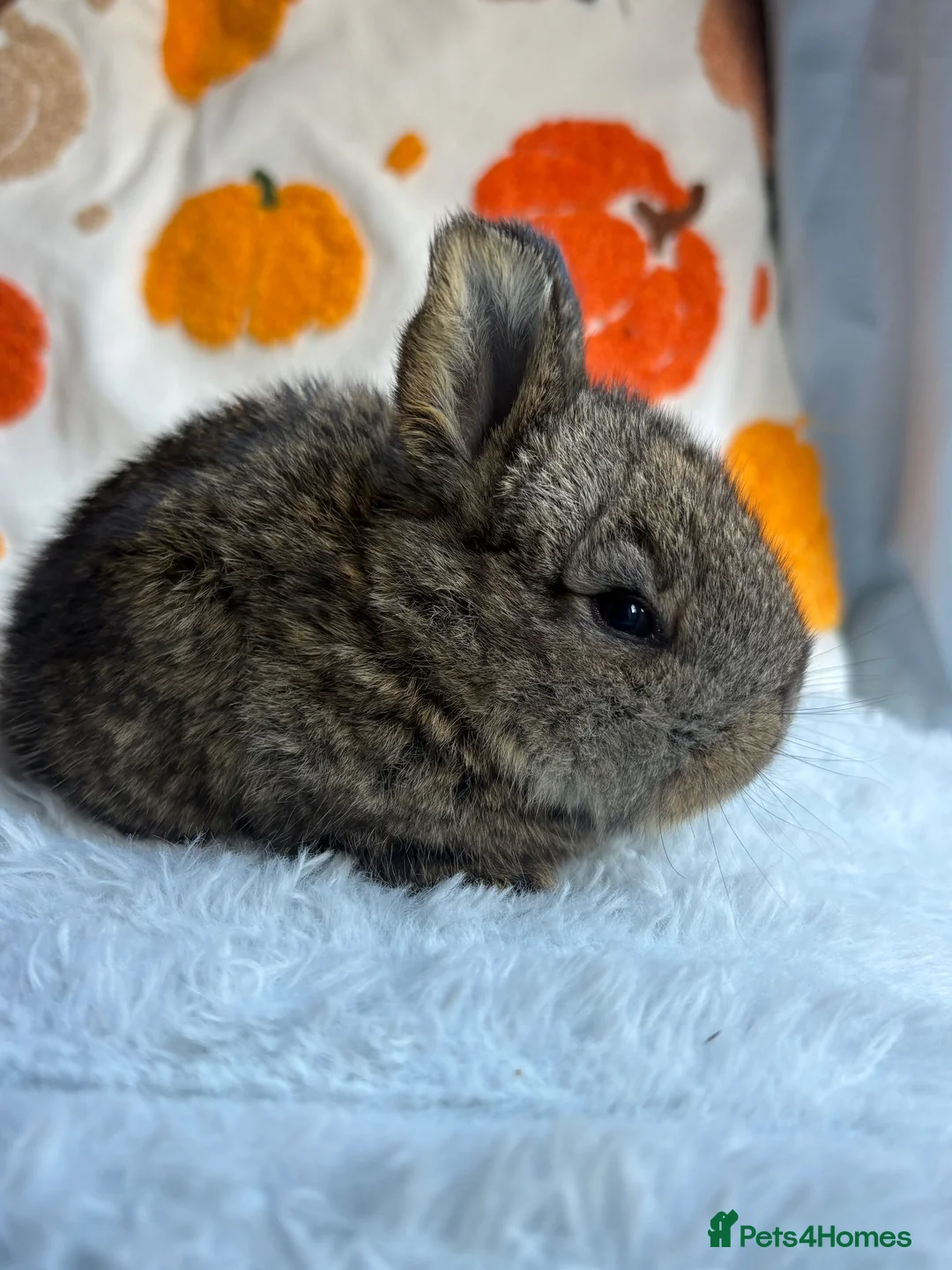 Continental Giant rabbits for sale: Continental giants  - Advert 2