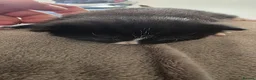 Mixed Breed cats for sale: 3 beautiful female kittens  - Advert 2