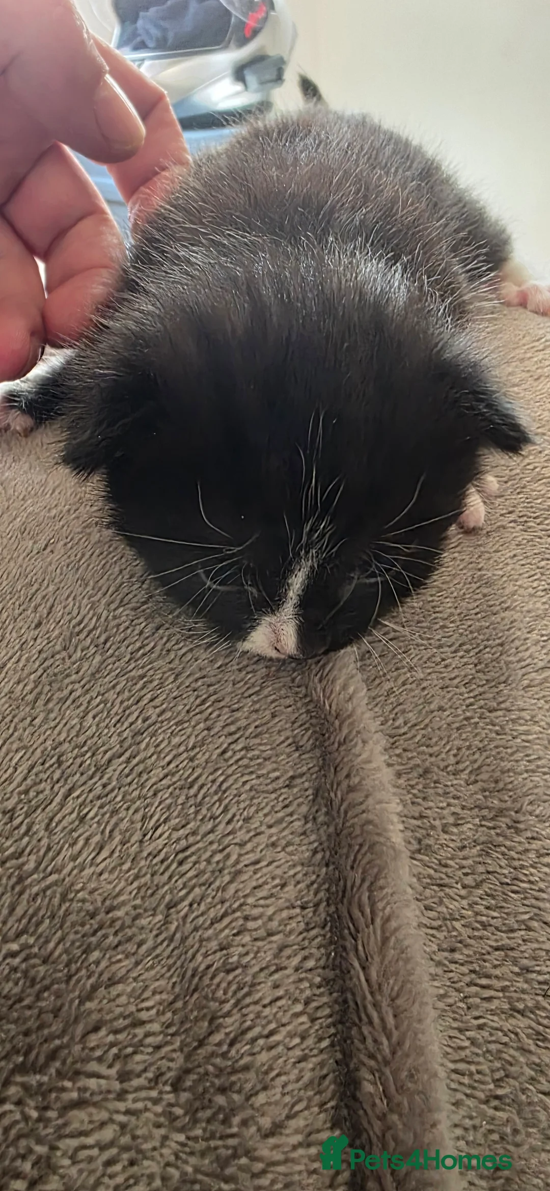 Mixed Breed cats for sale: 3 beautiful female kittens  - Advert 2