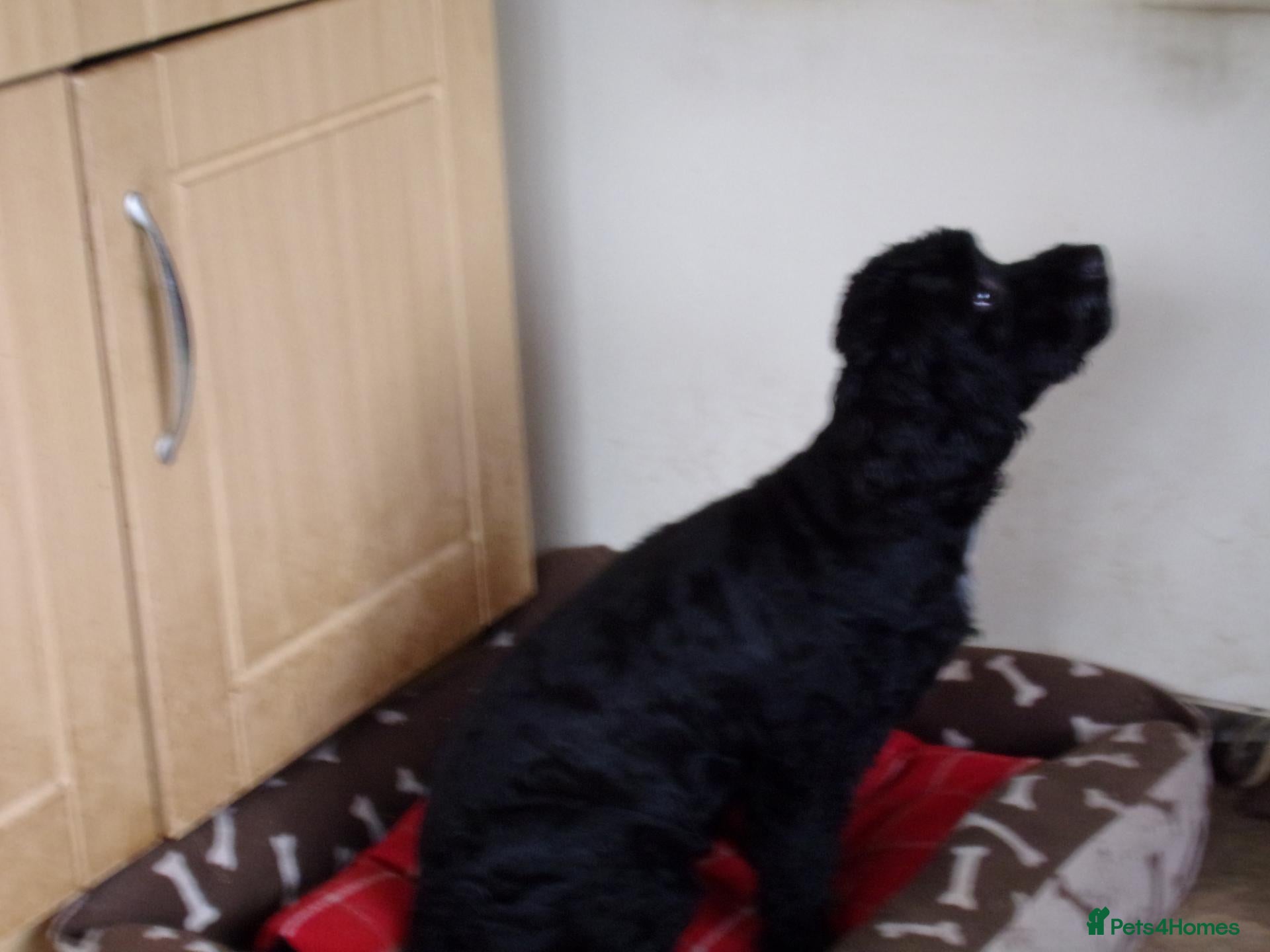 Cockapoo dogs 4 Male Cockapoos to find loving homes - Advert 6