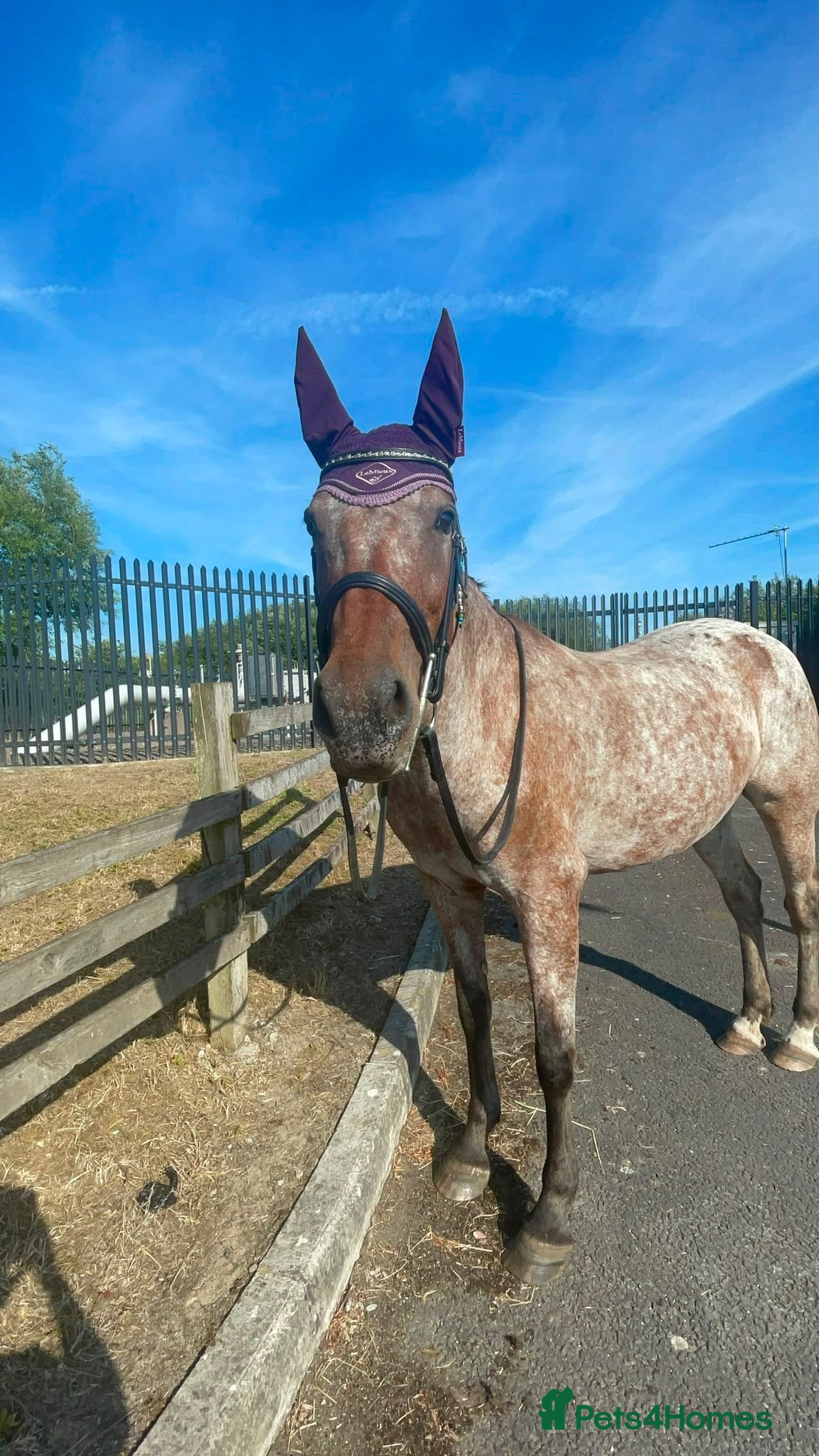 Appaloosa horses 15.3 Appaloosa mare - Advert 1