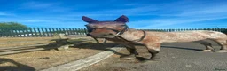 Appaloosa horses for sale: 15.3 Appaloosa mare - Advert 1