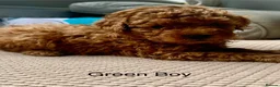 Toy Poodle dogs for sale: Fully health tested Deep Red Toy poodle puppies  - Advert 12