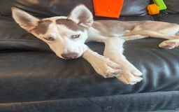 Siberian Husky dogs for sale: Loki  - Image 1