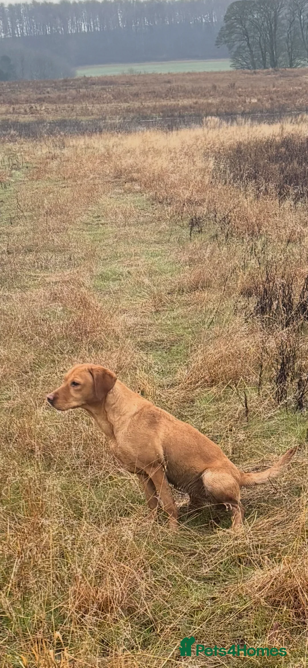 Labrador Retriever dogs for sale: Labrador  - Advert 4