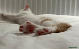 Domestic Shorthair cats for sale: Playful kitten for sale - Image 8