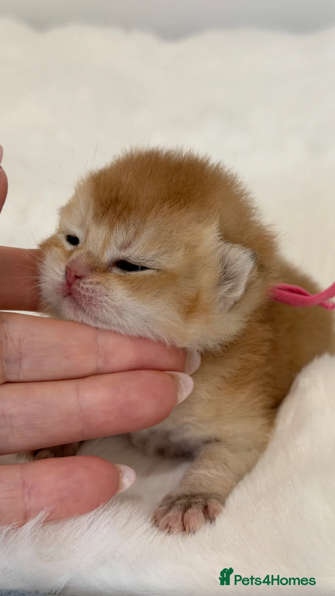 British Shorthair cats for sale: Exc Quality Golden kittens from Champion lines 🏆 - Advert 15
