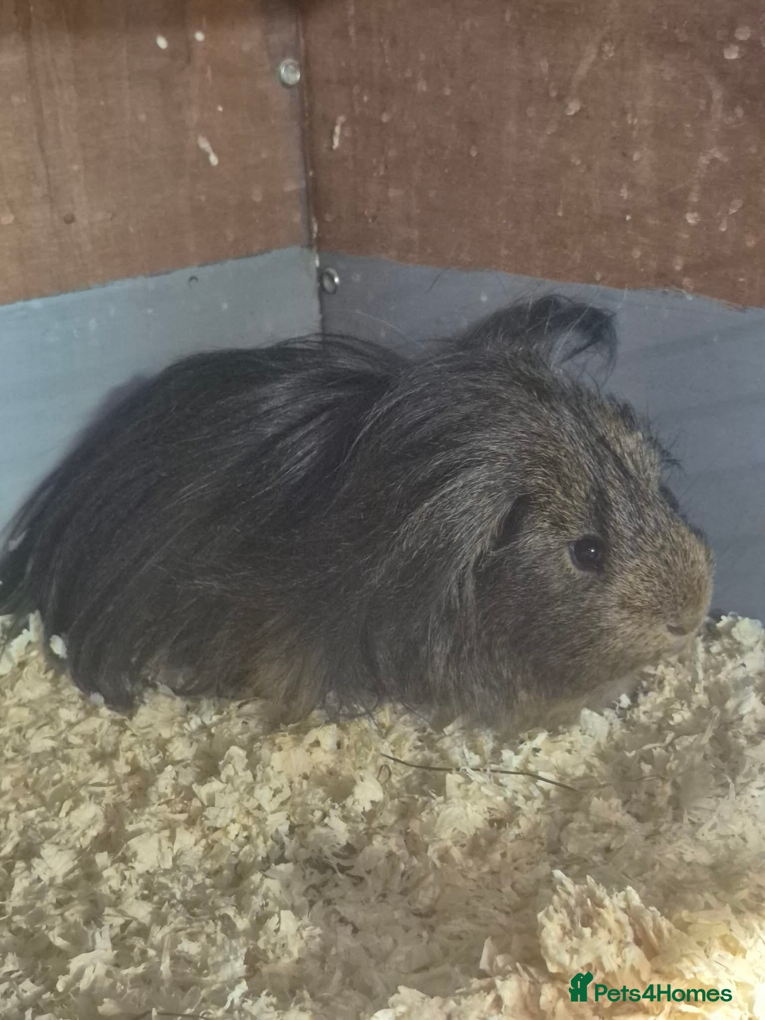 Guinea Pig rodents Older Male Guinea Pigs - Advert 3