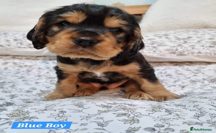 Cocker Spaniel dogs - Advert 1