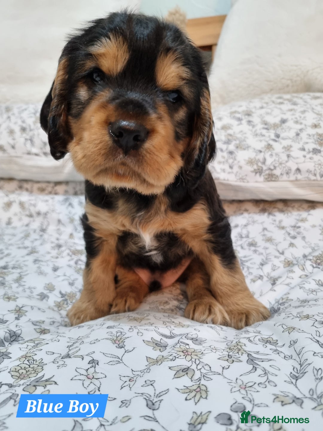 Cocker Spaniel dogs for sale: 🐾 Beautiful Show Cocker Spaniel Puppys - Image 1